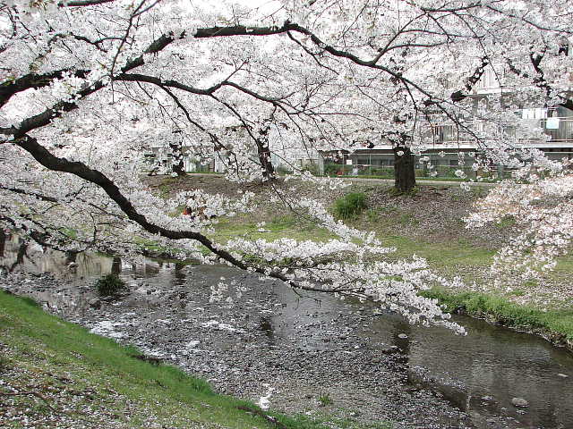 根川緑道　桜 写真