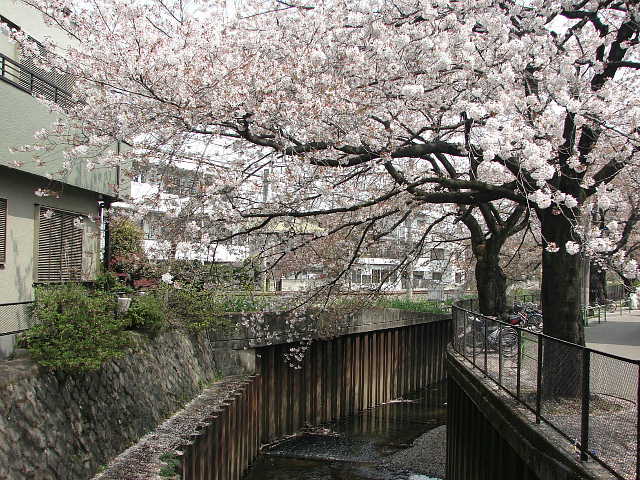 石神井川　武蔵関あたり　桜 写真