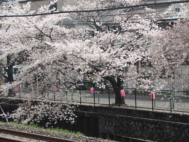 石神井川　武蔵関あたり　桜 写真