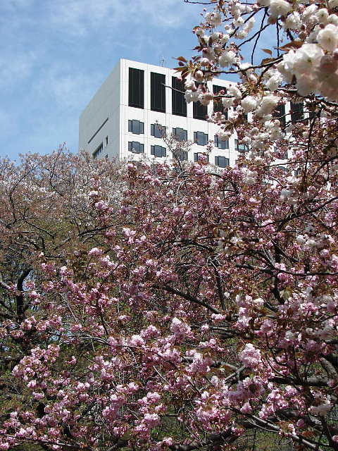 外濠公園　遊歩道　四谷駅〜ホテルニューオオタニ　八重桜 写真
