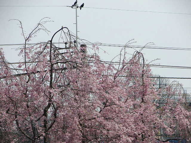 多摩湖自転車道 （たけのこ公園あたり）桜 写真