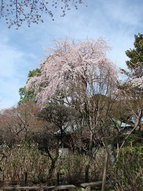 松戸　本土寺　しだれ桜 写真