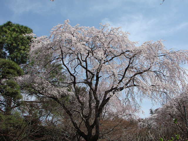 松戸　本土寺　しだれ桜 写真