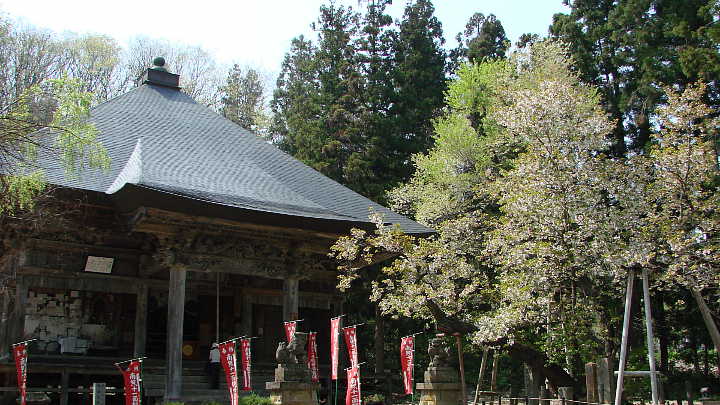 会津　法用寺　虎の尾桜 写真