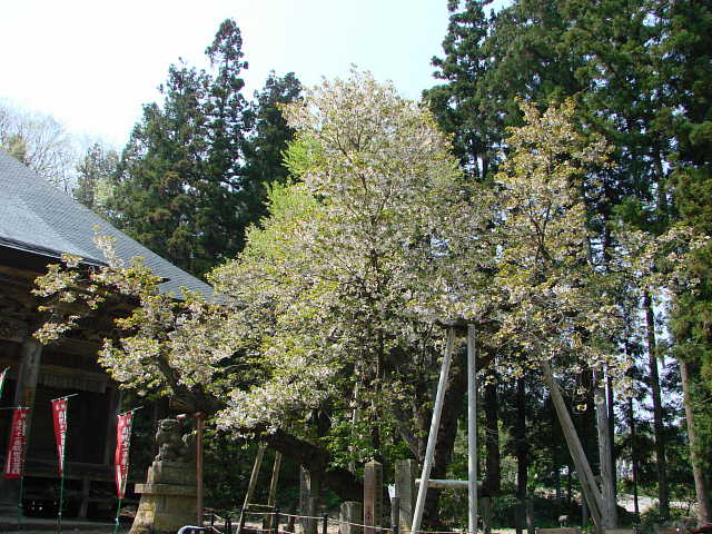 会津　法用寺　虎の尾桜 写真