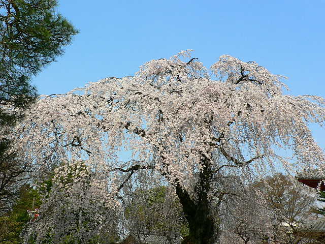川越　喜多院　しだれ桜 写真