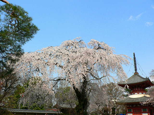 川越　喜多院　しだれ桜 写真