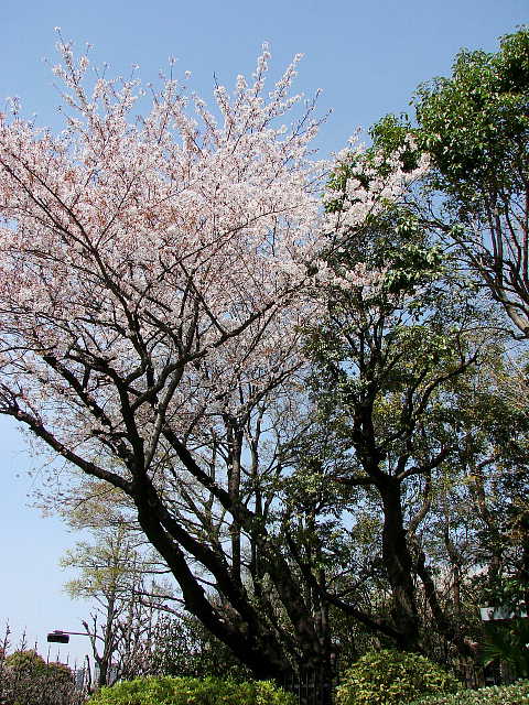 国会議事堂前庭　その周辺の桜
