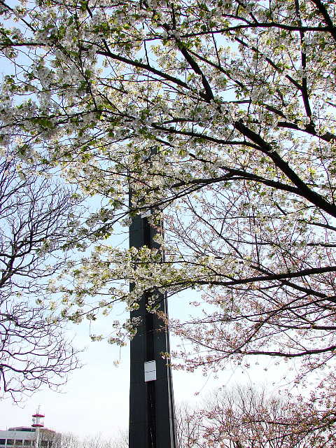 国会議事堂前庭　その周辺の桜