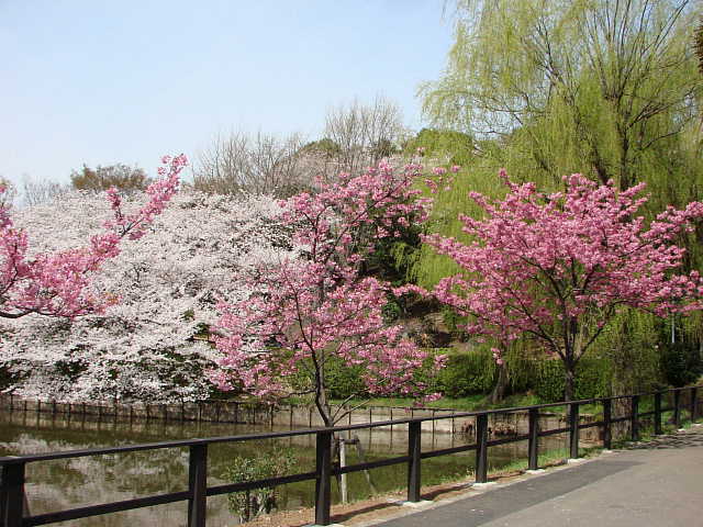 三ツ池公園　横浜緋桜