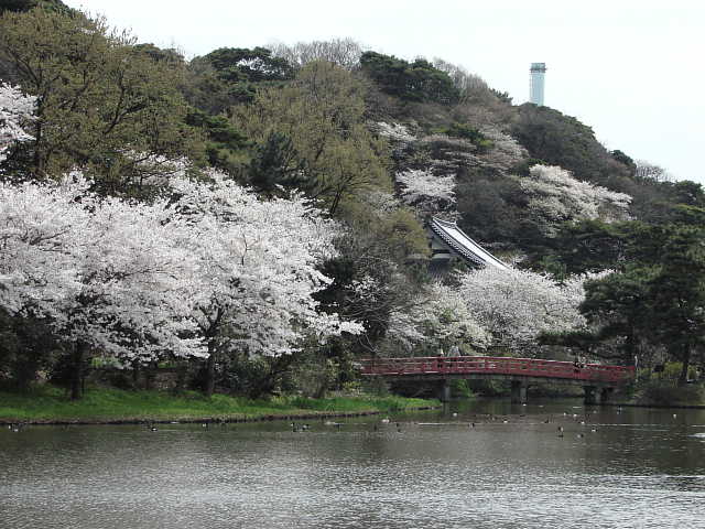 三渓園　桜　写真