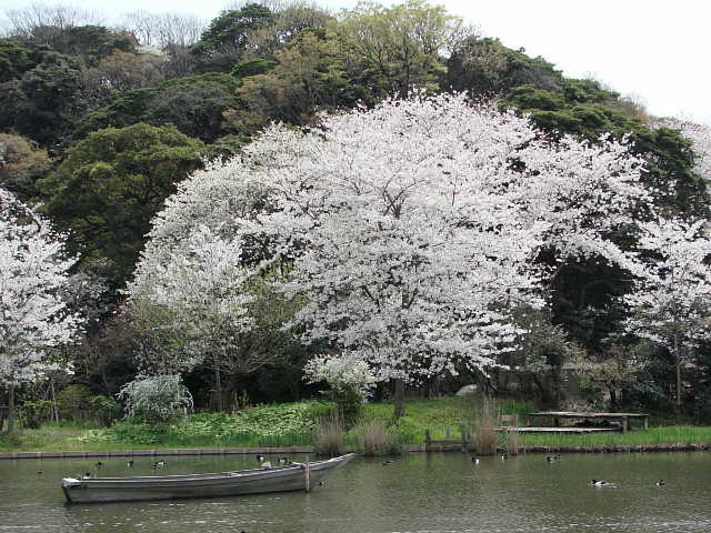 三渓園　桜　写真