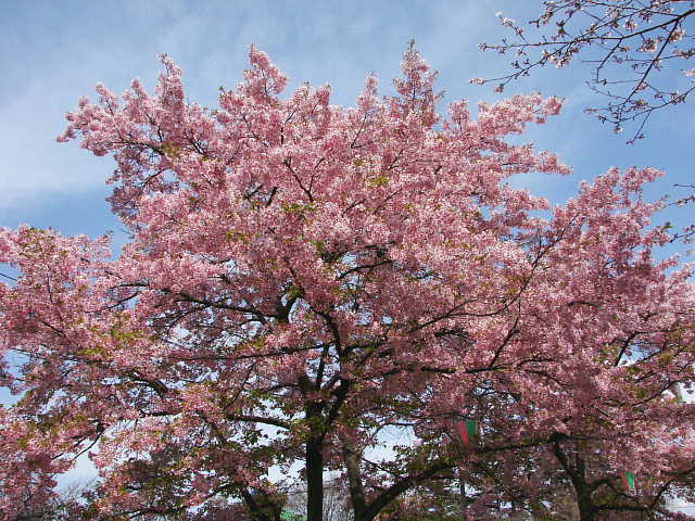 清水公園　桜 写真