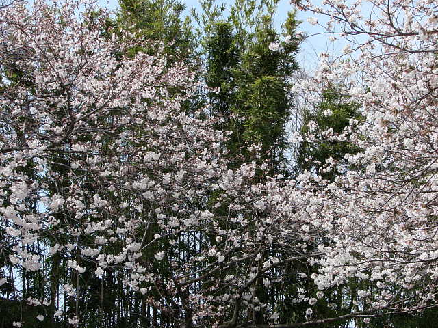 清水公園　桜 写真