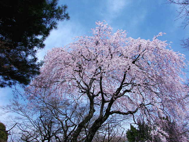 清水公園　しだれ桜 写真