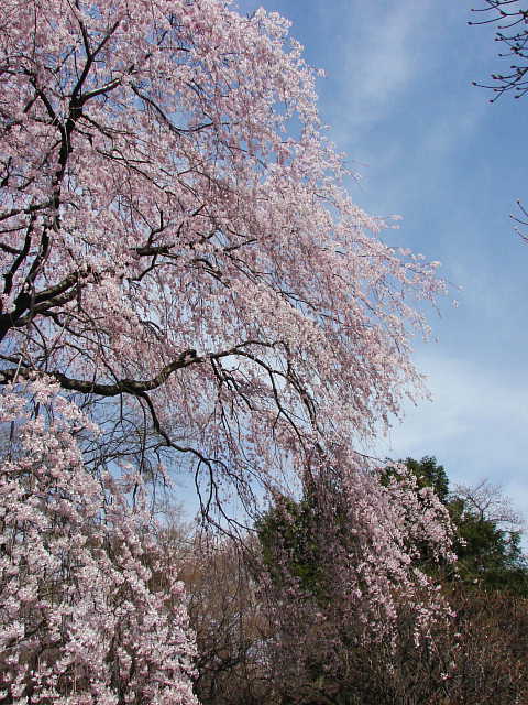 清水公園　しだれ桜 写真