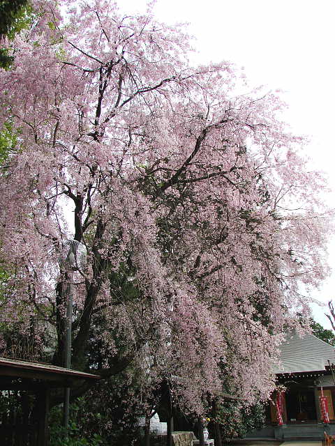 立川　流泉寺のしだれ桜