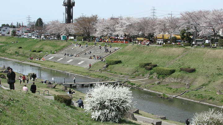 利根運河　桜 写真