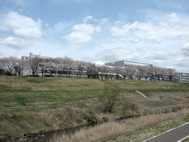 利根運河　桜 写真