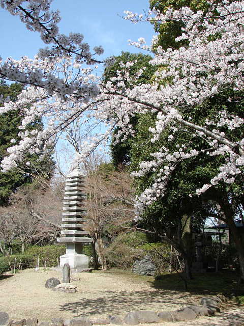 松戸　東漸寺のしだれ桜 写真
