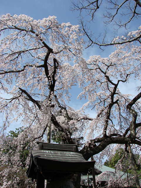 松戸　東漸寺のしだれ桜 写真