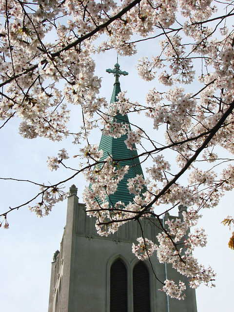 横浜　カトリック山手教会　桜