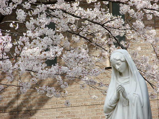 横浜　カトリック山手教会　桜