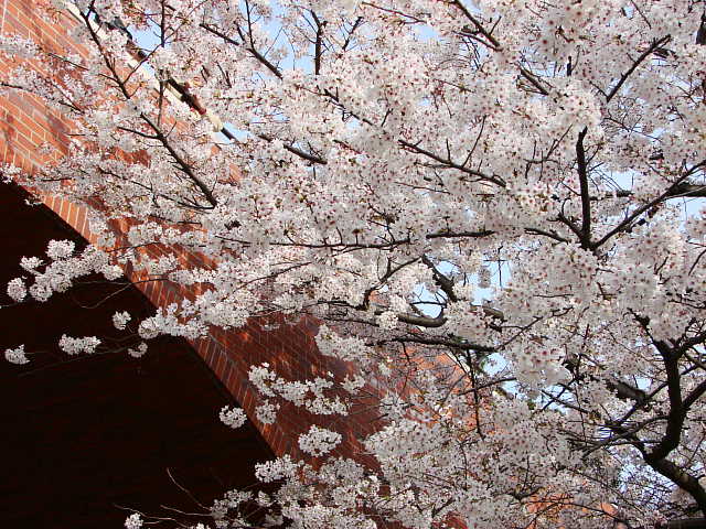 横浜　港の見える丘公園の桜