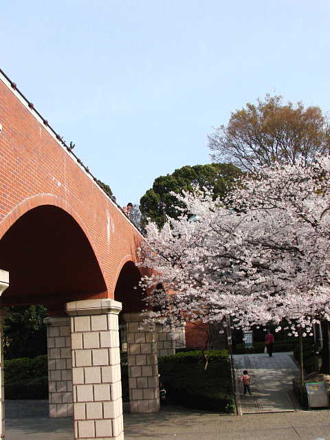 横浜　港の見える丘公園の桜