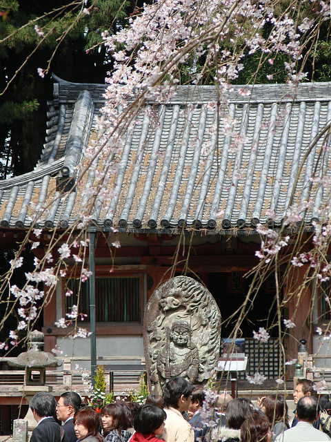 醍醐寺のさくら 写真