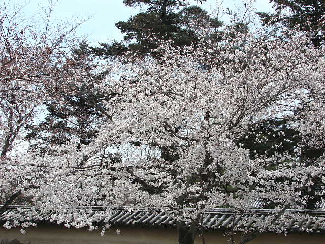 醍醐寺のさくら 写真