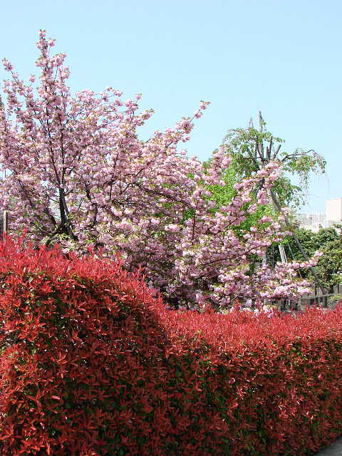 伝通院の八重桜 写真