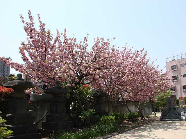 伝通院の八重桜 写真