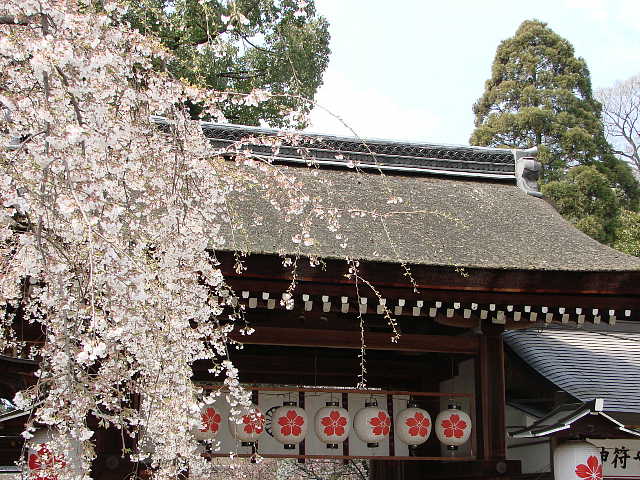 平野神社のさくら