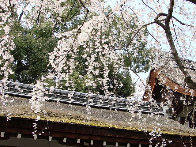 平野神社のさくら
