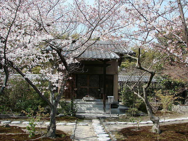 京都　勧修寺のさくら 写真