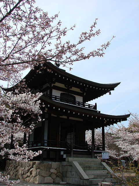 京都　勧修寺のさくら 写真