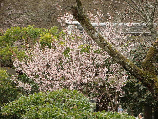京都　賀茂別雷神社（上賀茂神社）の桜 写真