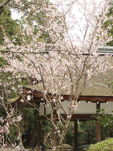 京都　賀茂別雷神社（上賀茂神社）の桜 写真
