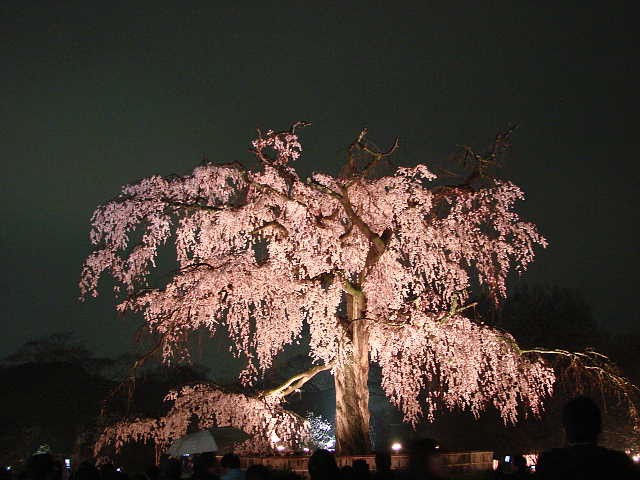 円山公園のしだれ夜桜