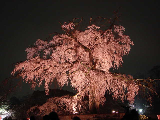 円山公園のしだれ夜桜