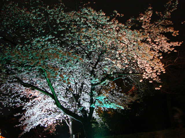 ねねの道の夜桜