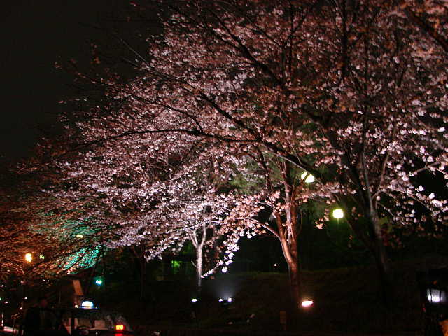 ねねの道の夜桜