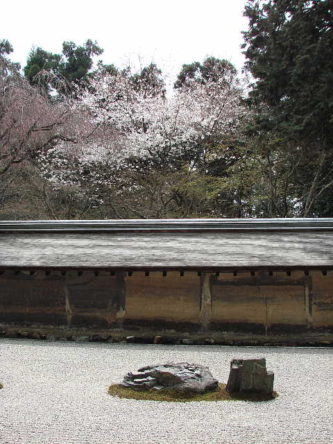 京都　龍安寺のさくら