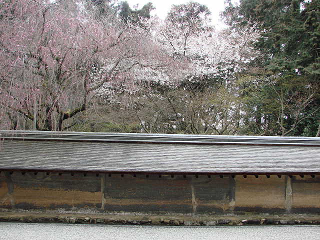 京都　龍安寺のさくら