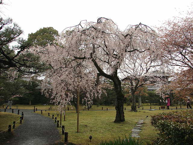 京都　東本願寺　渉成園（枳殻邸）の桜 写真
