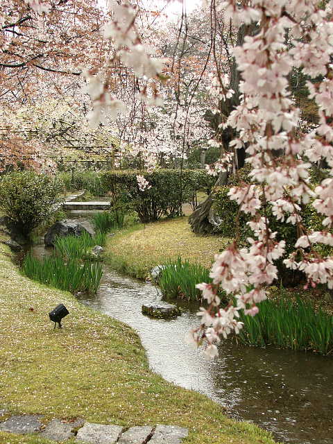 京都　東本願寺　渉成園（枳殻邸）の桜 写真