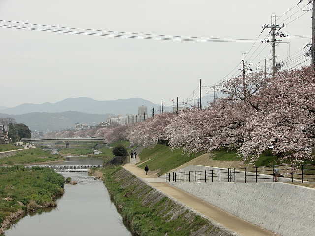 京都　高野川（河合橋からのながめ）のさくら