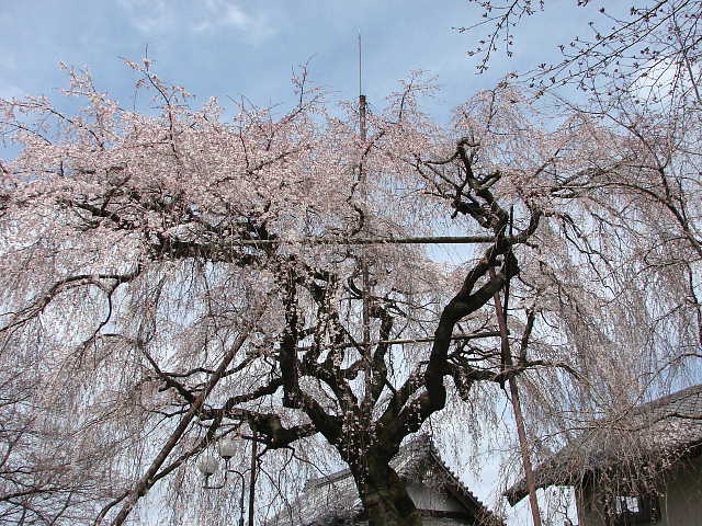 所沢　金仙寺の枝垂れ桜