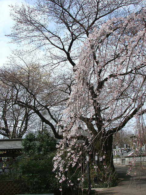 所沢　金仙寺の枝垂れ桜